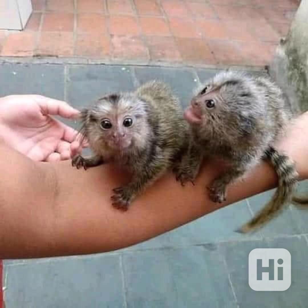 🐒 Kosmani k dispozici - foto 1