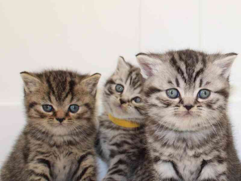 Britské kotě - zlatá whiskas - foto 1