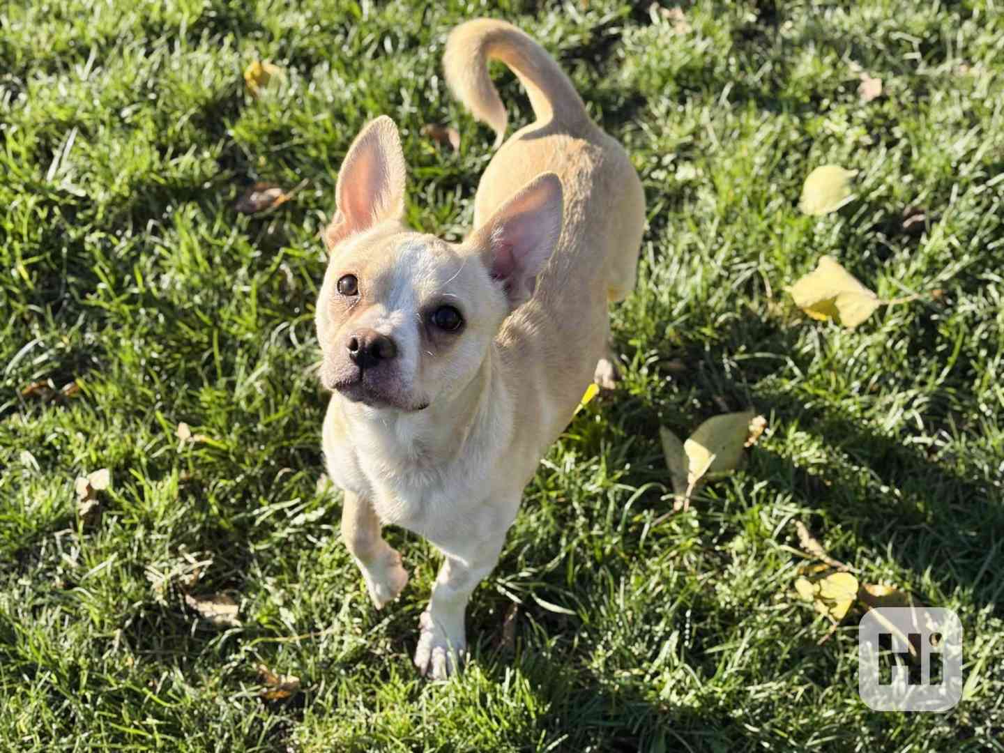 GULIVER - kastrovaný psík 11 měsíců  - foto 1