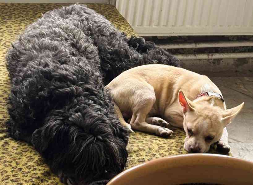 GULIVER - kastrovaný psík 11 měsíců  - foto 3