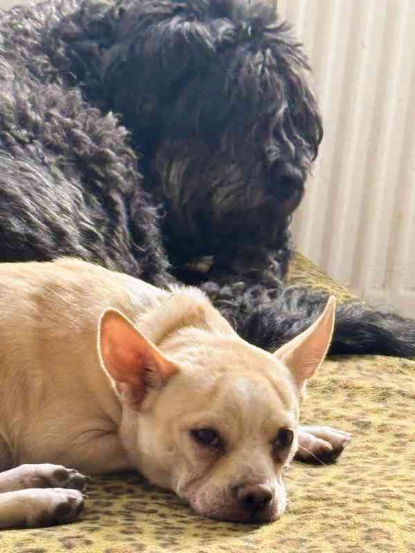 GULIVER - kastrovaný psík 11 měsíců  - foto 2