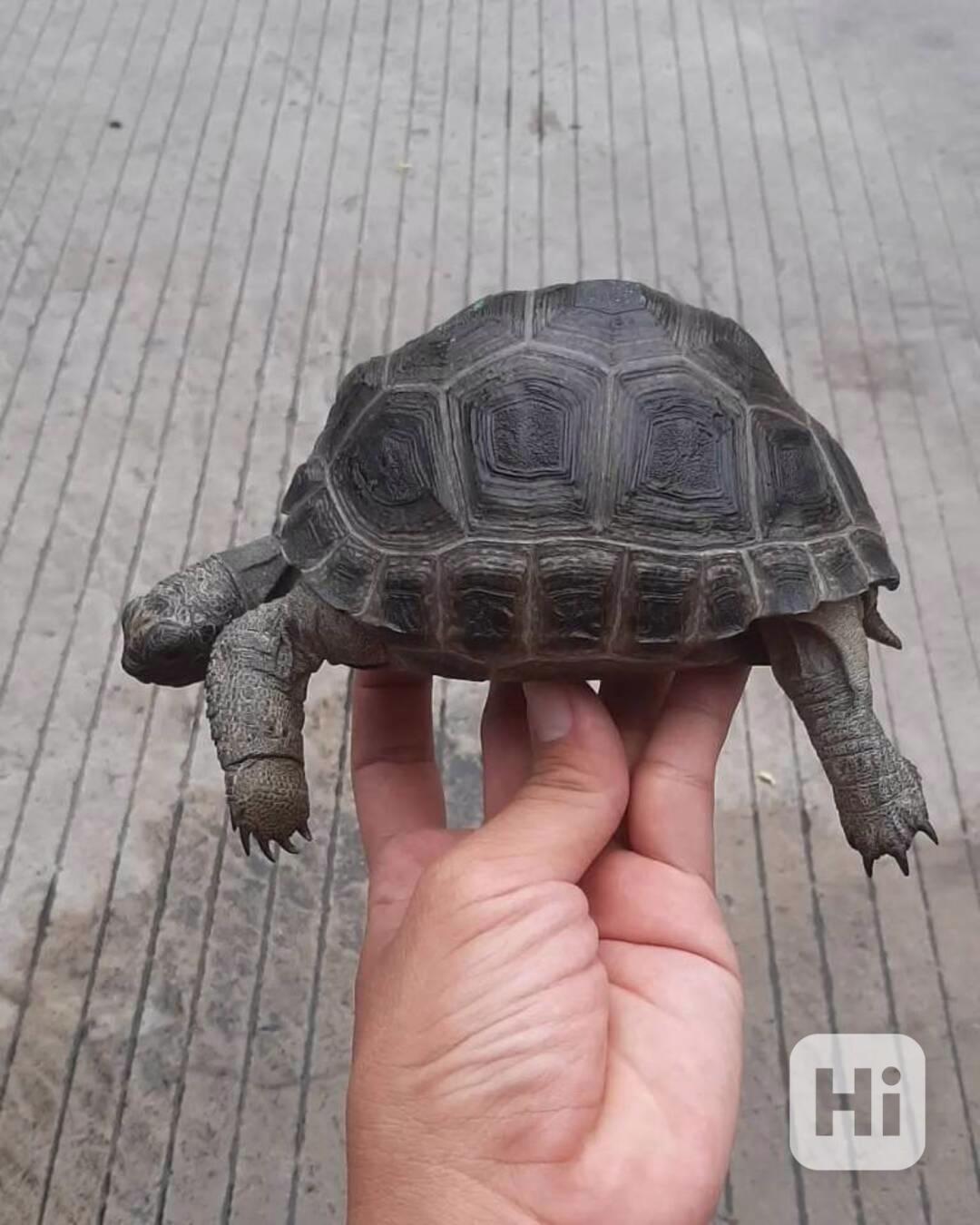 Želva obrovská (Geochelone gigantea) - foto 1