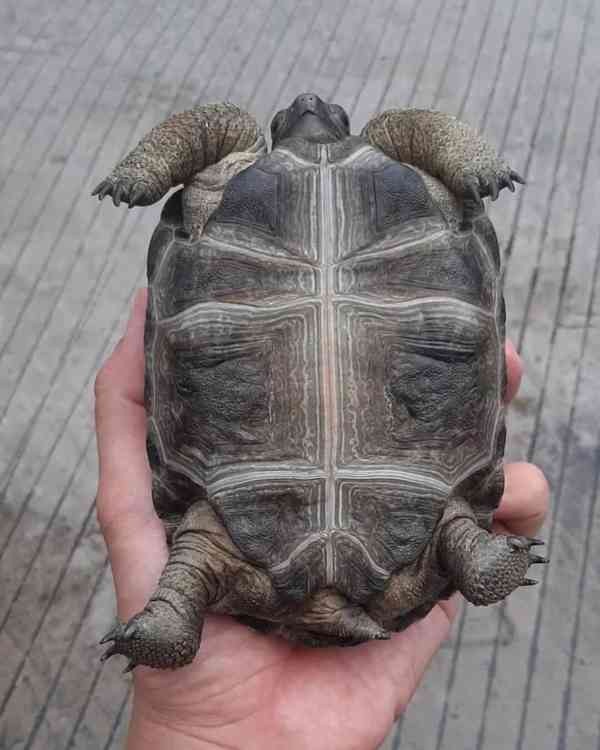 Želva obrovská (Geochelone gigantea) - foto 4