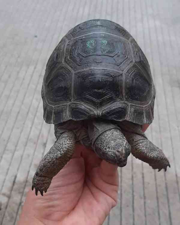 Želva obrovská (Geochelone gigantea) - foto 3