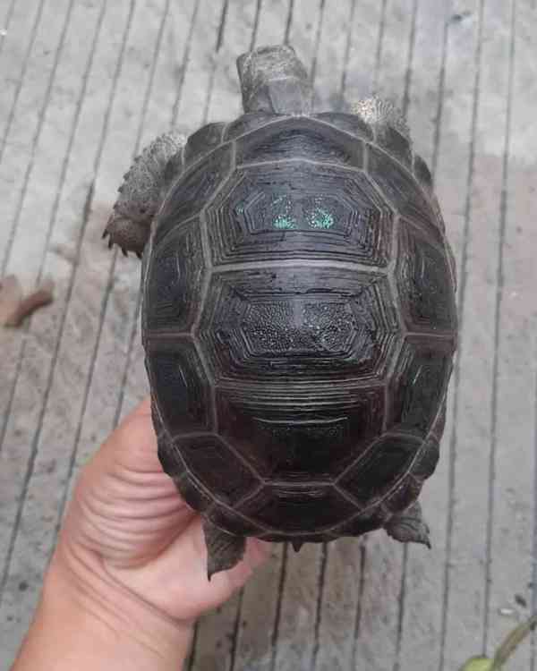 Želva obrovská (Geochelone gigantea) - foto 2