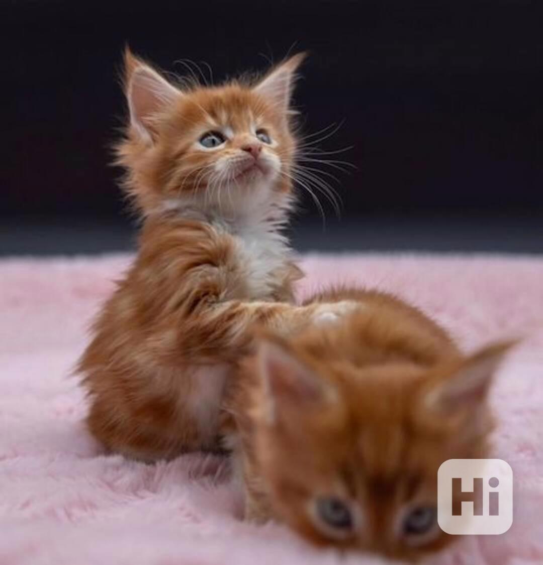 Koťátko Mainské mývalí kočky - foto 1