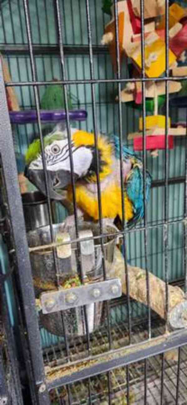 Rehoming modrý a zlatý papoušek. - foto 1