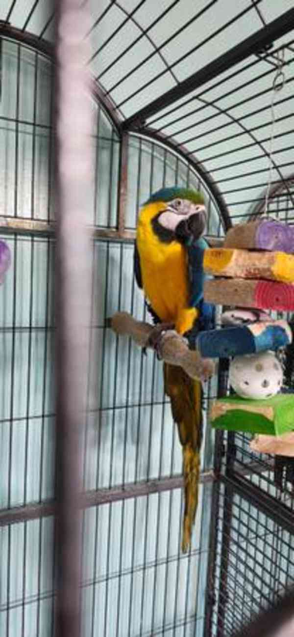 Rehoming modrý a zlatý papoušek. - foto 1