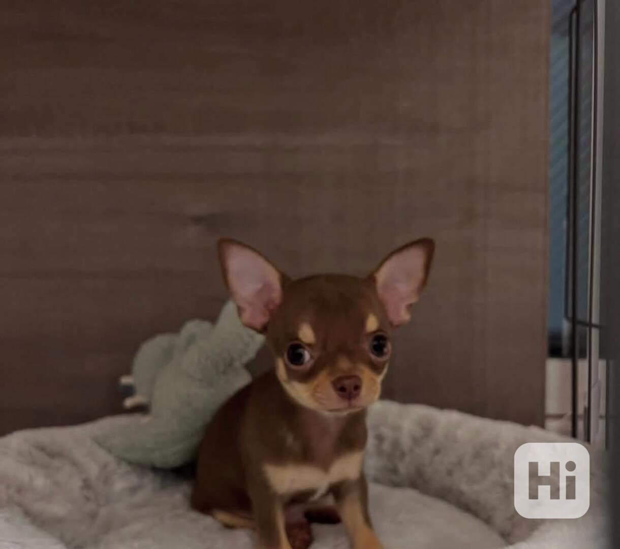 Štěňata čivavy - foto 1