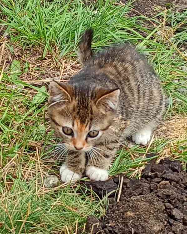 Hlčička hledá domov. Darujeme - foto 8