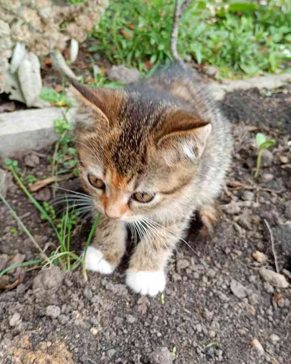 Hlčička hledá domov. Darujeme - foto 11
