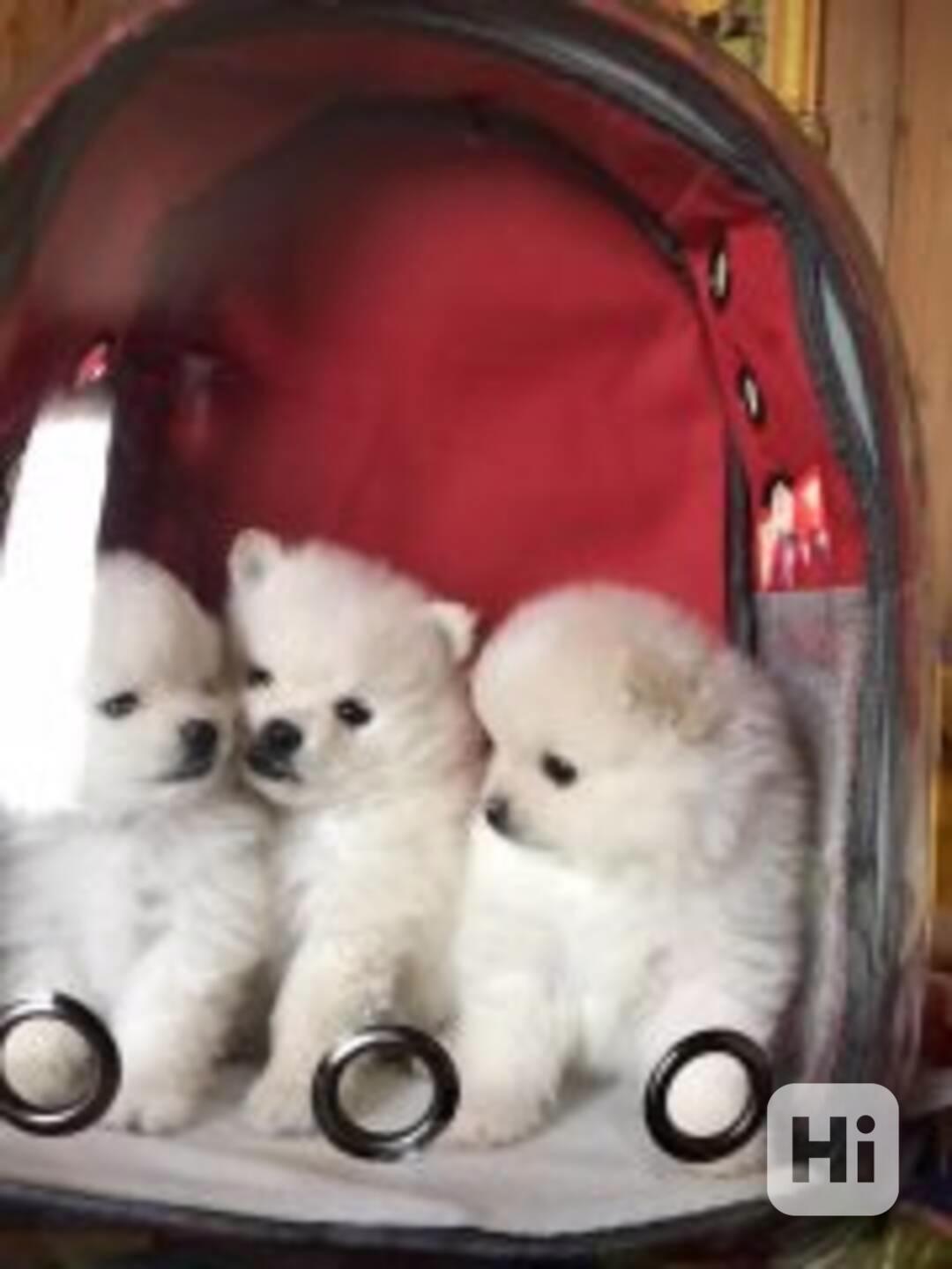 Pomeranian for sale Puppy with pedigree The Pomeranian kenne - foto 1