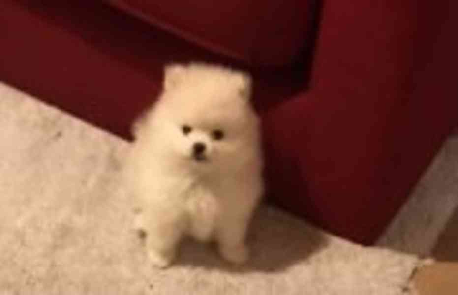 Pomeranian for sale Puppy with pedigree The Pomeranian kenne - foto 2