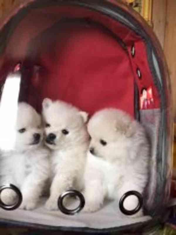 Pomeranian for sale Puppy with pedigree The Pomeranian kenne - foto 1