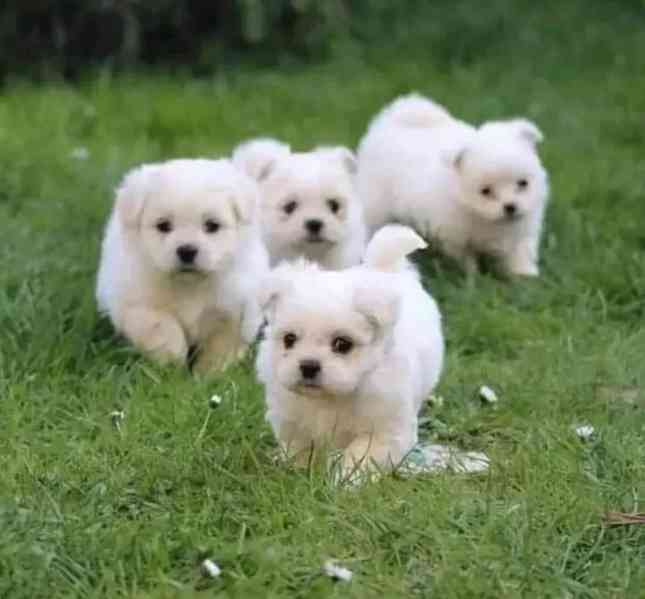 Štěňata maltézského ovčáka k odběru nového domova  - foto 2