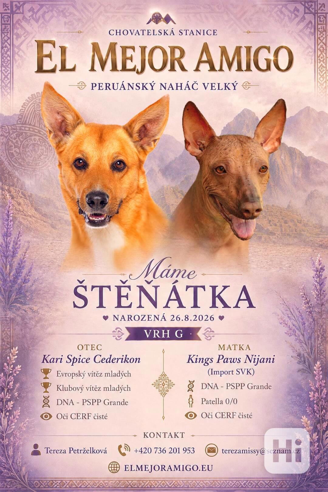 Peruánský naháč s Pp velký  - foto 1