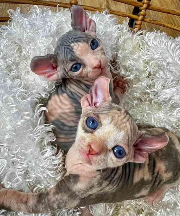 Nádherná koťátka sphyx  - foto 2