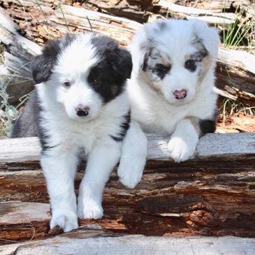 Štěňata border kolií – chytří a aktivní parťáci  Hledáte akt - foto 1