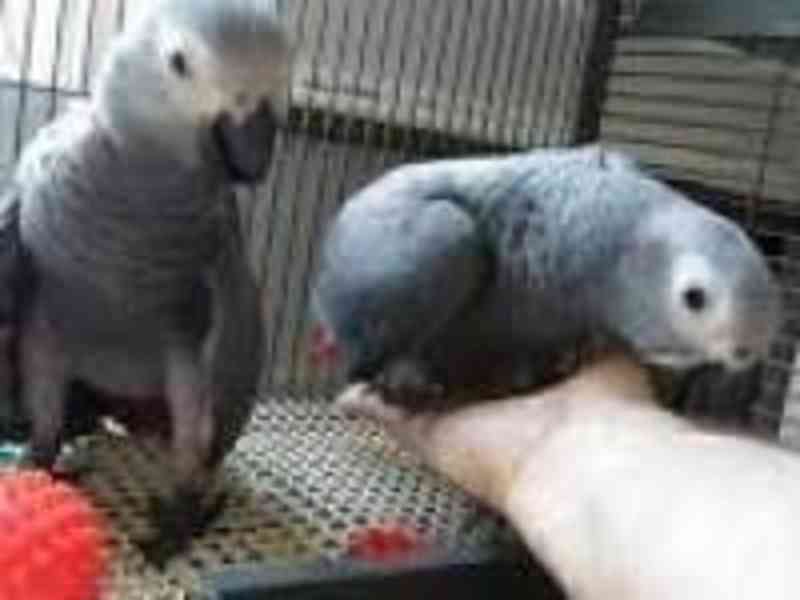 Přátelští afričtí papoušci šedí pro vás a vaši rodinu - foto 1