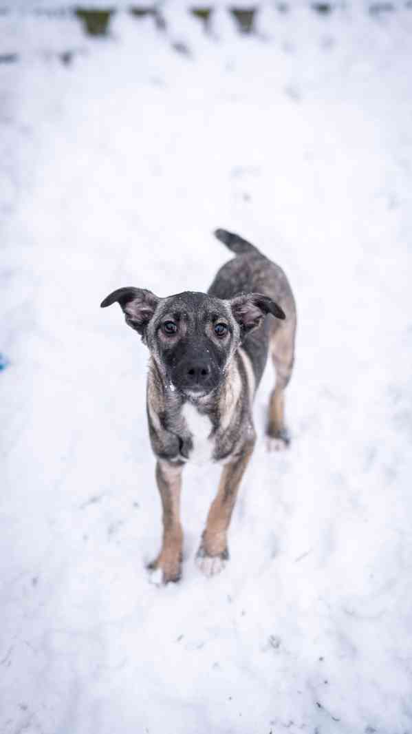 Anna - 4měsíční štěně, hodná bláznivá holčička  - foto 8