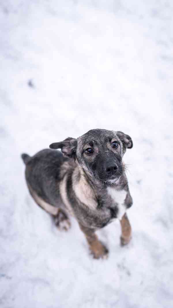 Anna - 4měsíční štěně, hodná bláznivá holčička  - foto 2