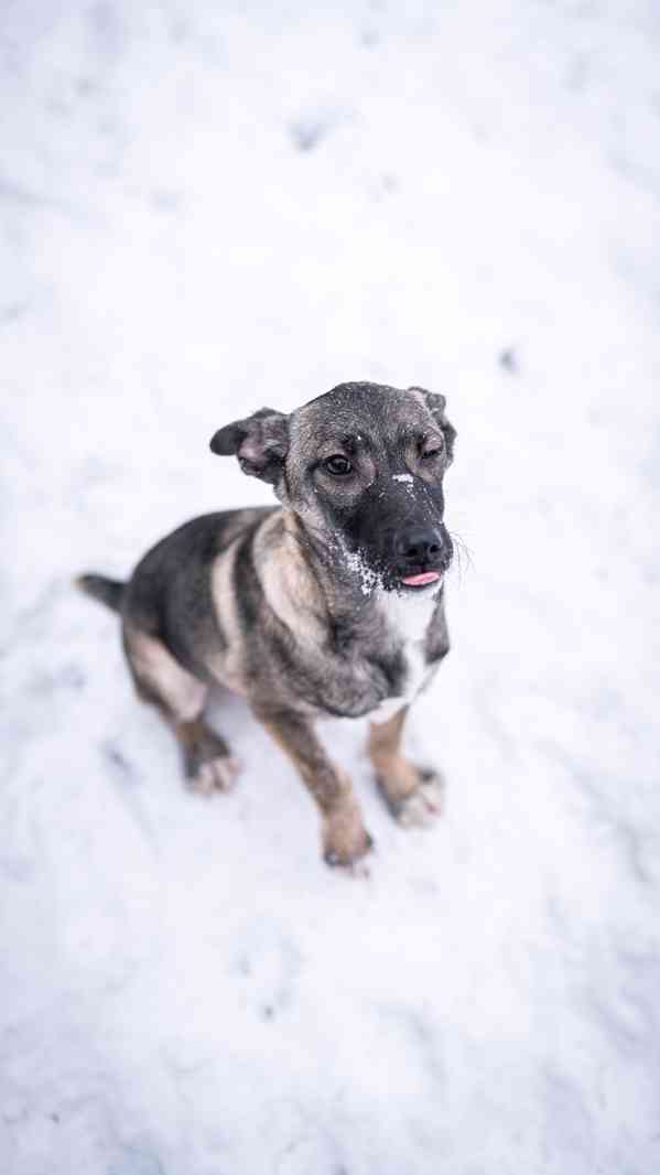 Anna - 4měsíční štěně, hodná bláznivá holčička  - foto 3