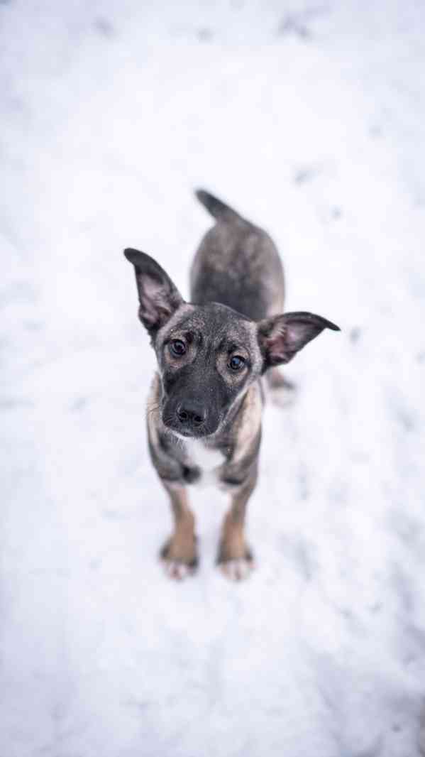 Anna - 4měsíční štěně, hodná bláznivá holčička  - foto 6