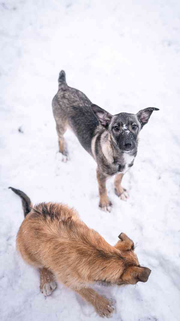 Anna - 4měsíční štěně, hodná bláznivá holčička  - foto 5