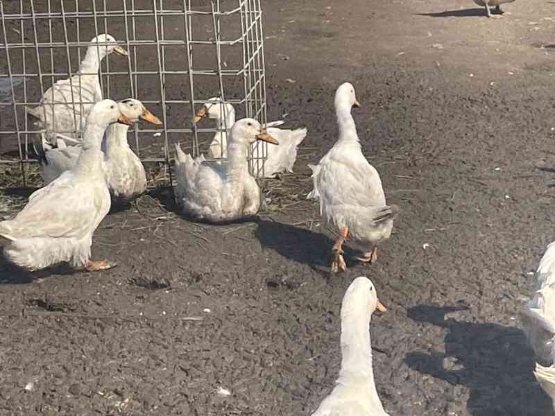 Prodej vykrmených hus, kachen, brojlerů - foto 3