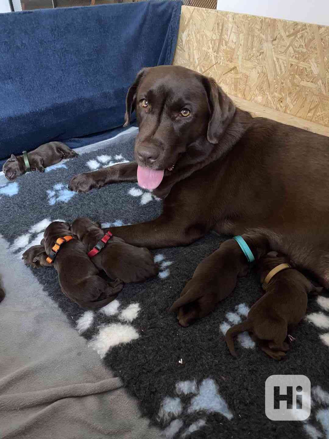 ŠTĚŇÁTKA LABRADORA S PP - foto 1