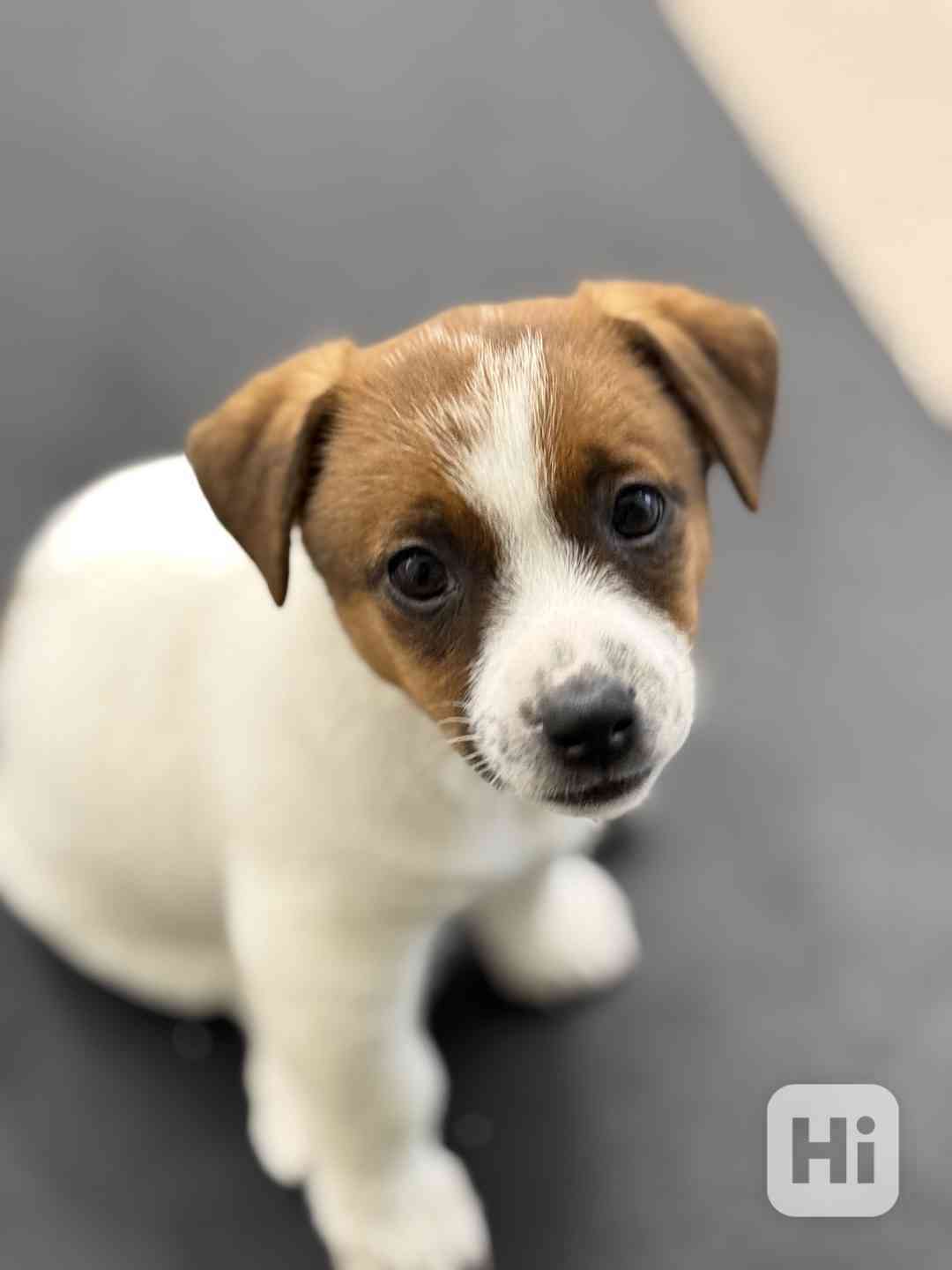 Jack russell teriér pejsek  - foto 1