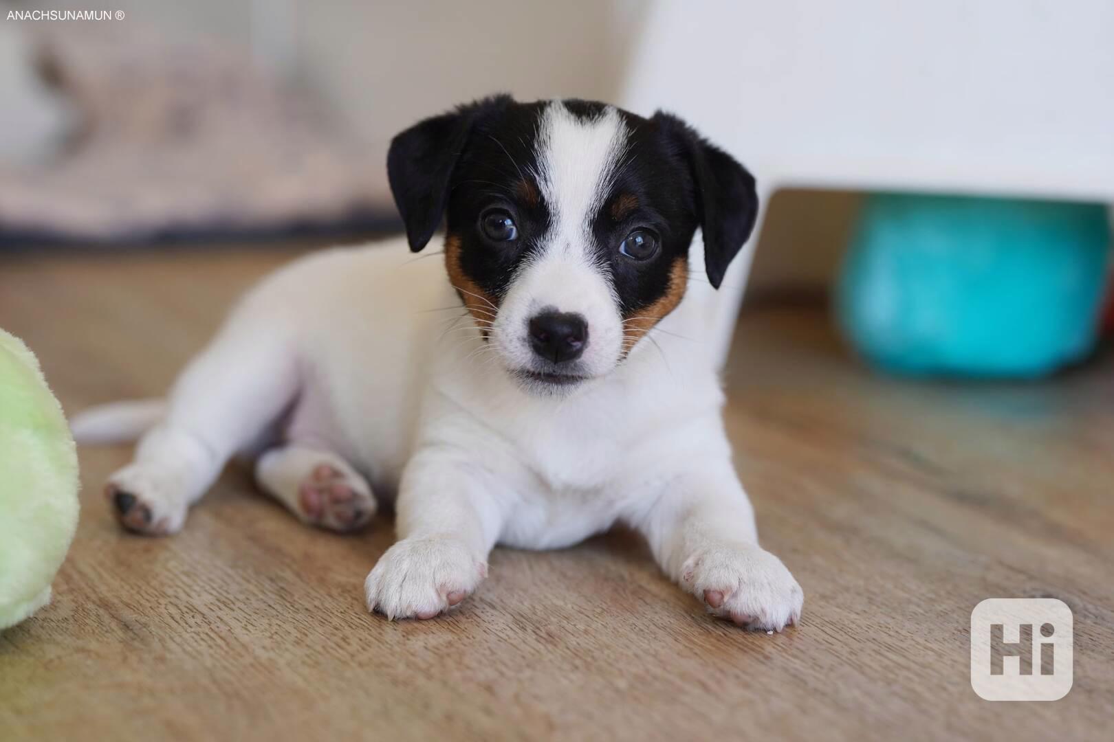 Jack russell teriér fenka s Pp - foto 1