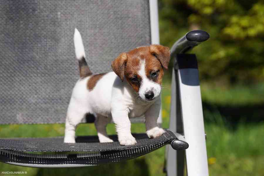 Jack russell teriér pejsek  - foto 3