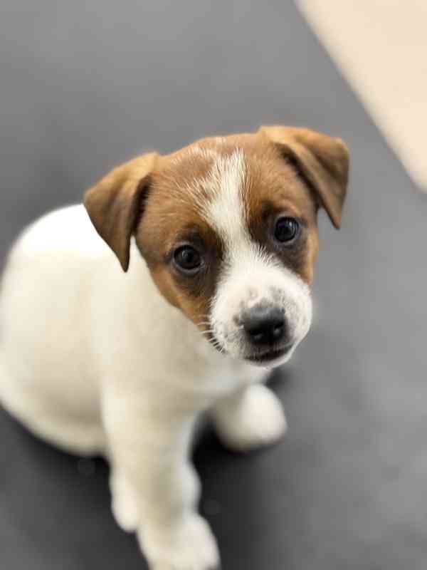 Jack russell teriér pejsek  - foto 1