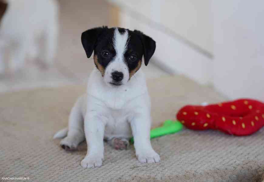 Jack russell teriér fenka s Pp - foto 2