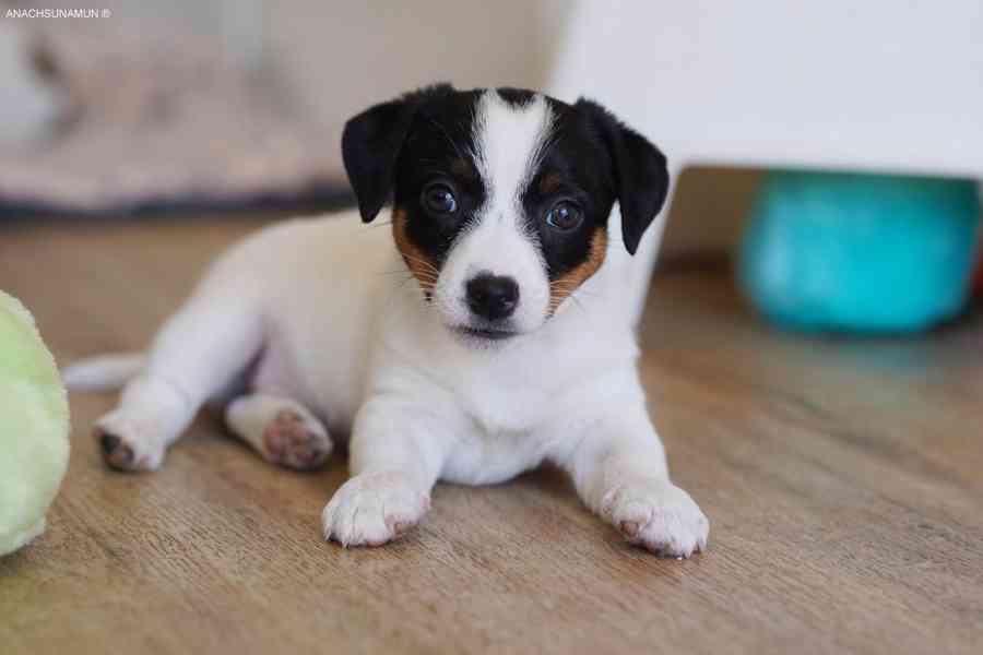 Jack russell teriér fenka s Pp - foto 1