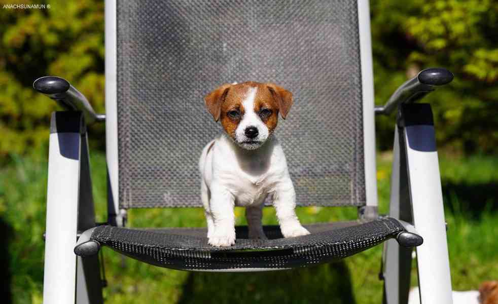 Jack russell teriér pejsek  - foto 2