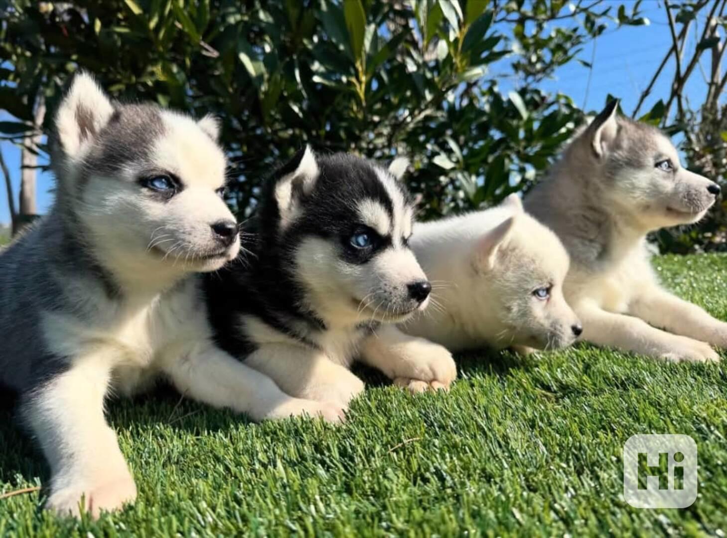 ❄️ Štěňata čistokrevného sibiřského huskyho s modrýma očima - foto 1