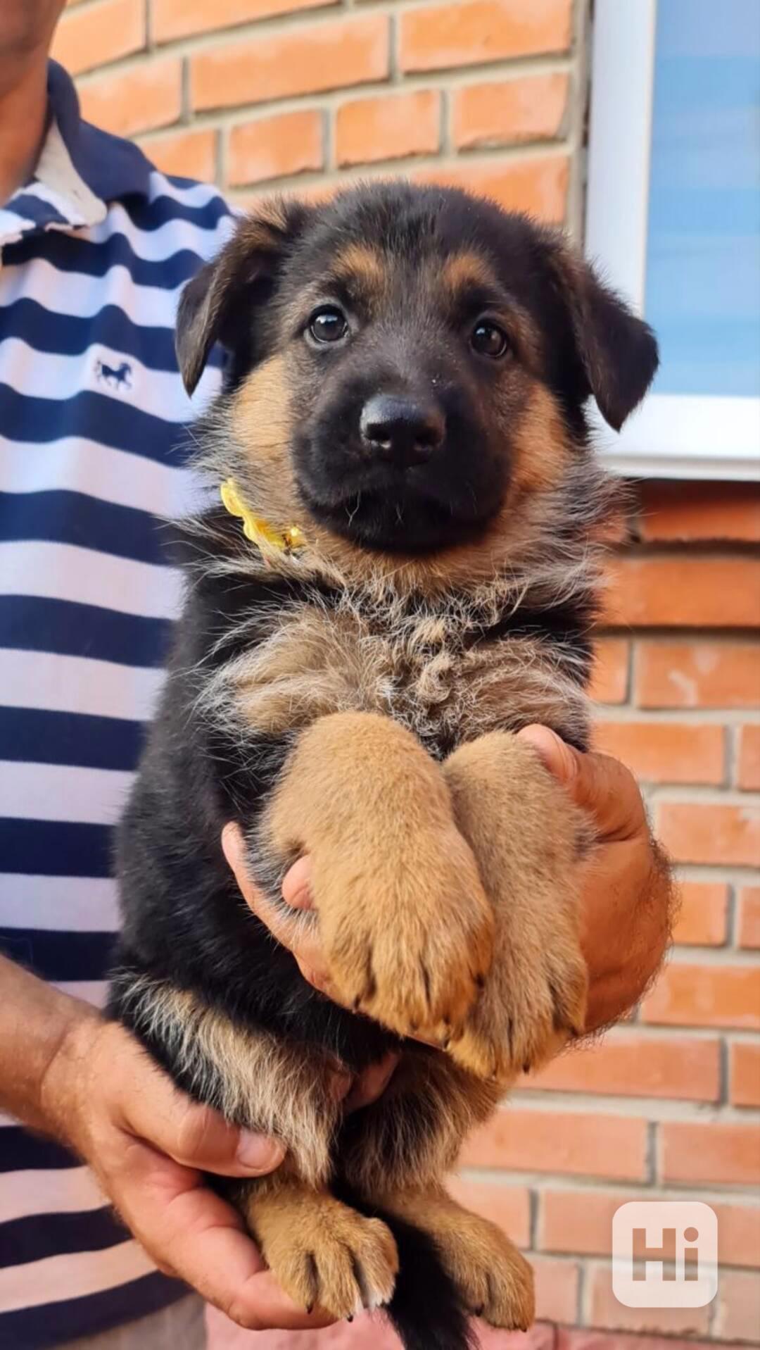 Roztomilá štěňata německých ovčáků zdarma k adopci  - foto 1