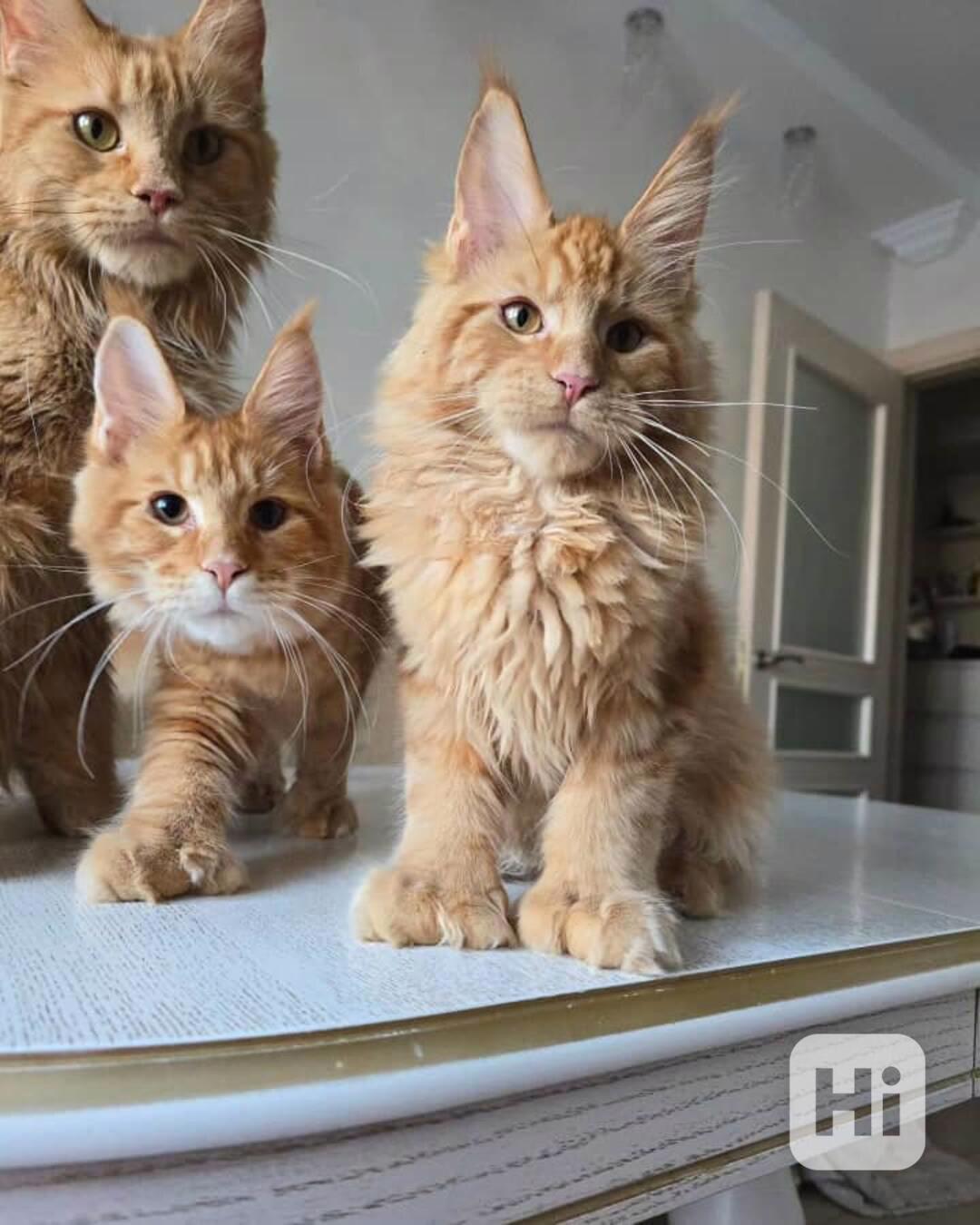 🐱 Majestátní kotě Maine Coon k dispozici 🐱 - foto 1