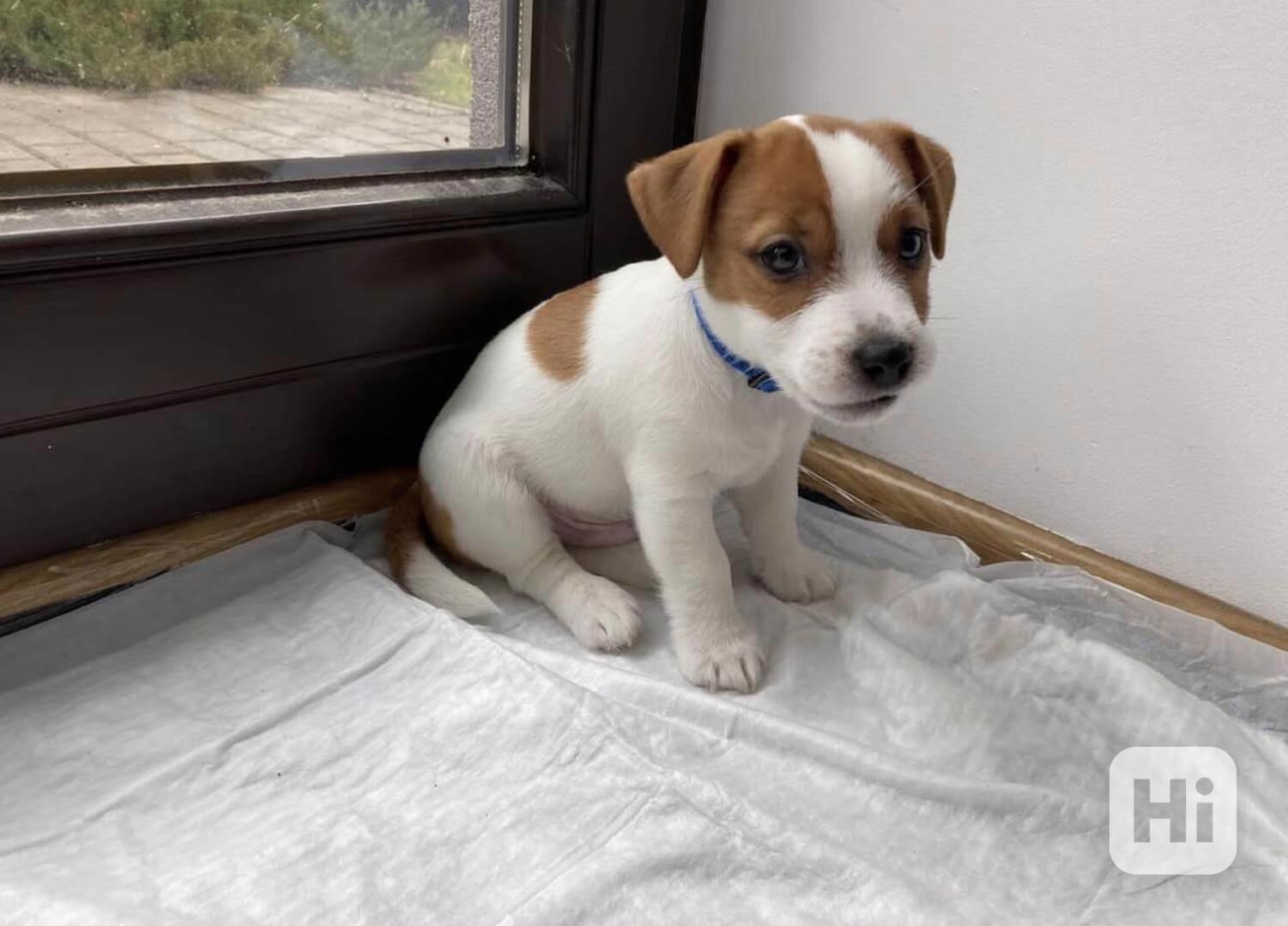 Zdravá štěňata Jack Rusell. - foto 1