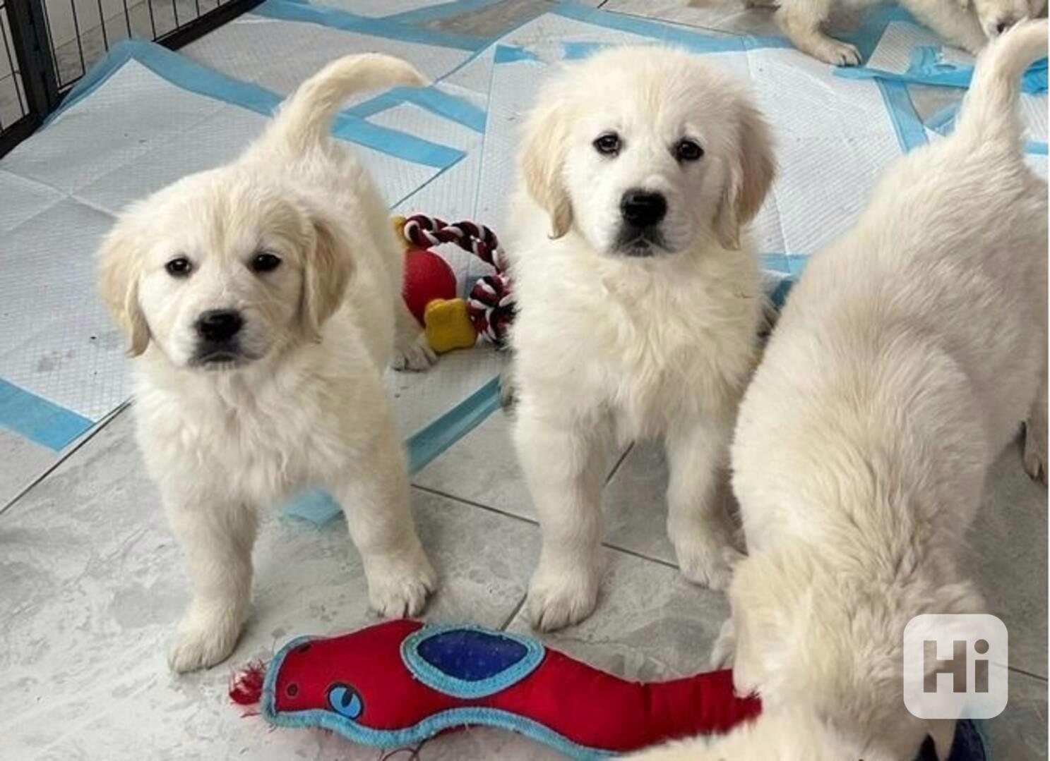 Nádherná štěňata zlatého retrívra - foto 1