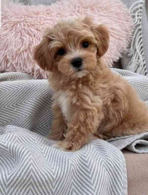 Nabízíme krásná štěňata Maltipoo F1 - foto 1