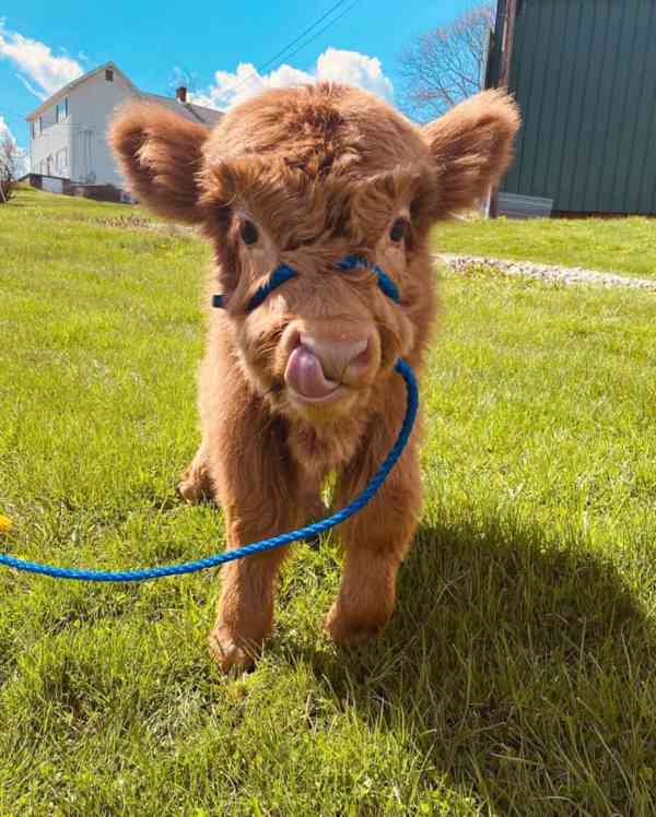 🐄 Mini skotské krávy