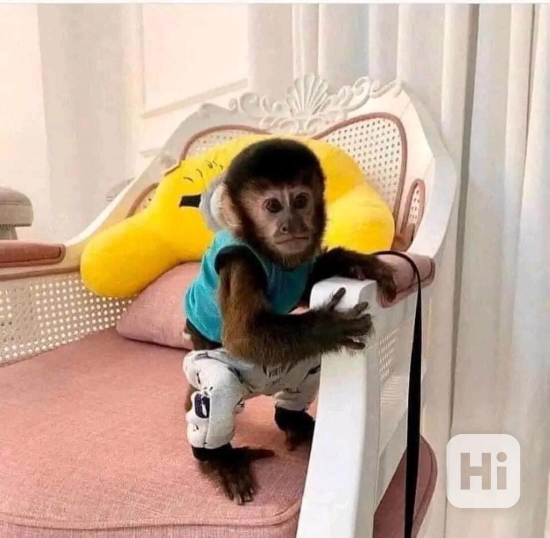 kapucínské opice k adoptaci - foto 1