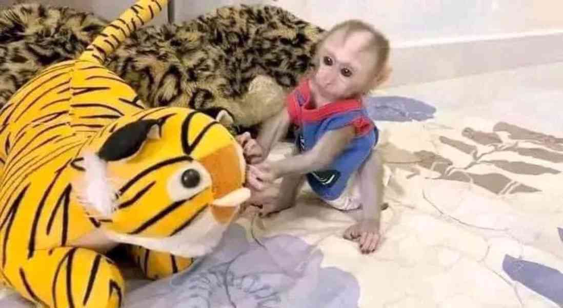 kapucínské opice k adoptaci - foto 3