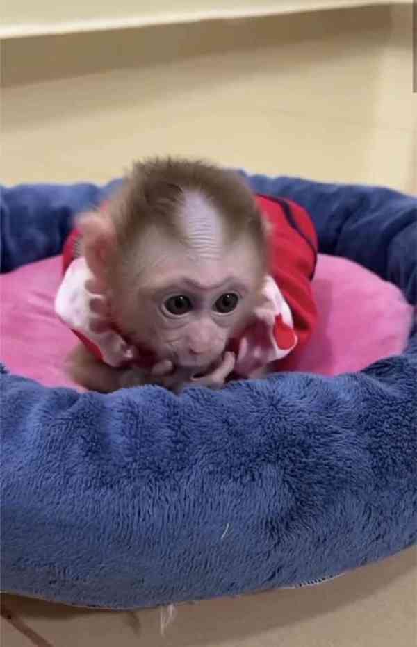 kapucínské opice k adoptaci - foto 4