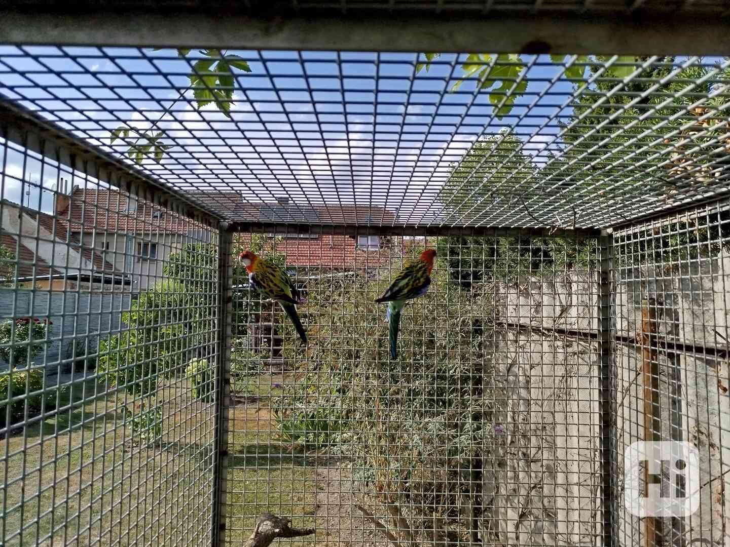 Okrasné ptactvo - foto 1