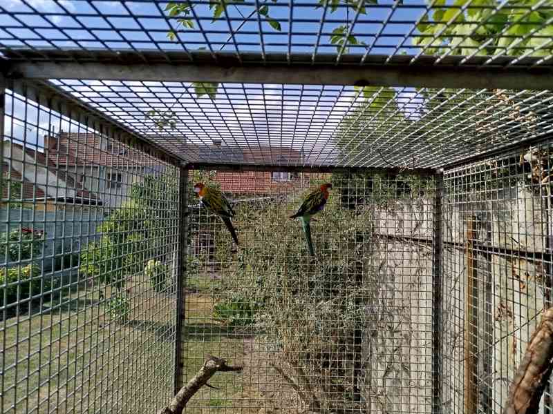 Okrasné ptactvo - foto 2