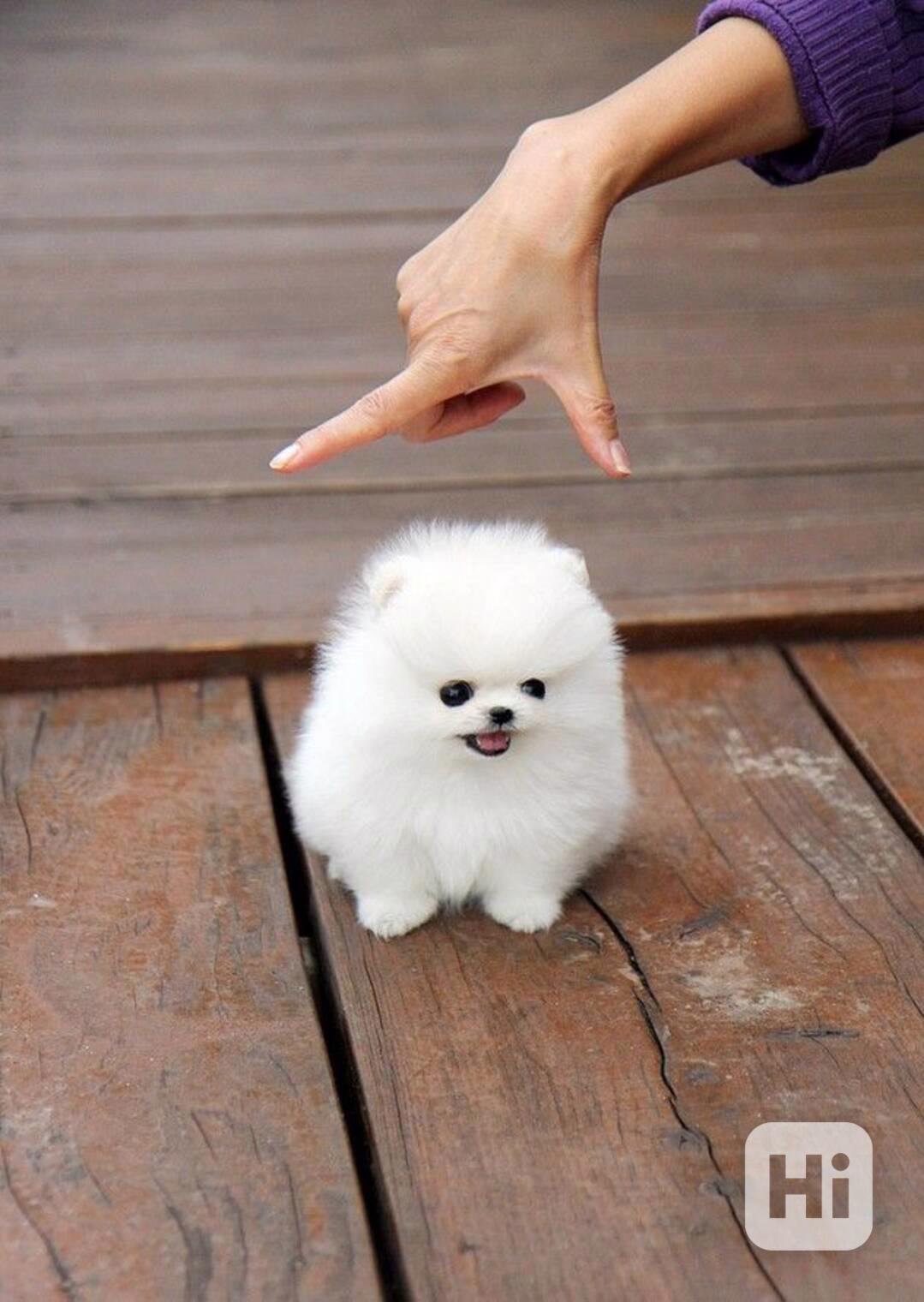 pomeranian bez Pp - foto 1